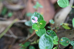 Impatiens minor